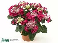Гортензия крупнолистная Ред Булл (Red Bull) (С10)