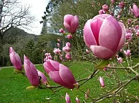 Магнолия Суланжа Ленни (Magnolia Lennei) (80-100 см, С5)
