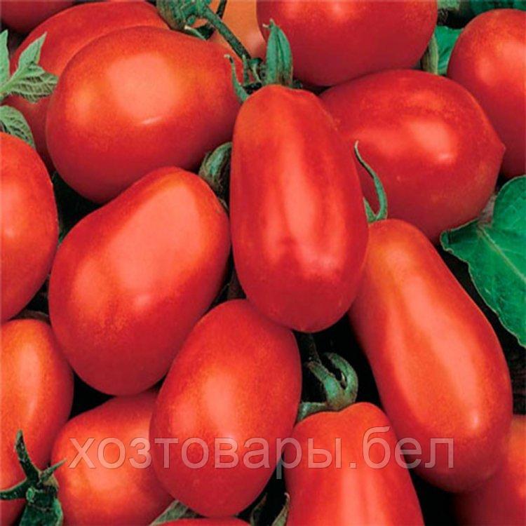 Семена томата Бенито F1 10шт. BEJO - фото 2 - id-p225126536
