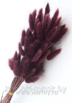 Сухоцвет "Лагурус" (60 веток в пачке) размер цветка 5-7 см. Баклажановый
