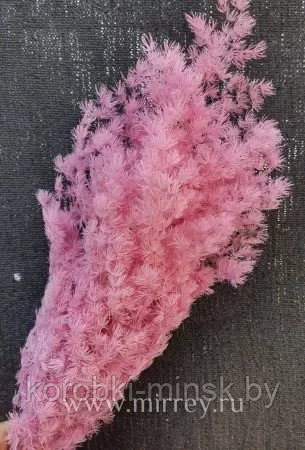 Аспарагус стабилизированный, длина 60-70 см, 1-3 шт/упак. Светло-розовый