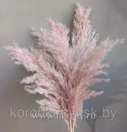 Сухоцвет "Тростник", 30 см, 5 шт/упак., лилово-розовый