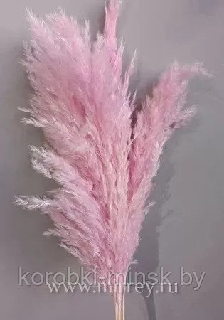 Сухоцвет "Тростник", 30 см, 5 шт/упак., нежно-розовый