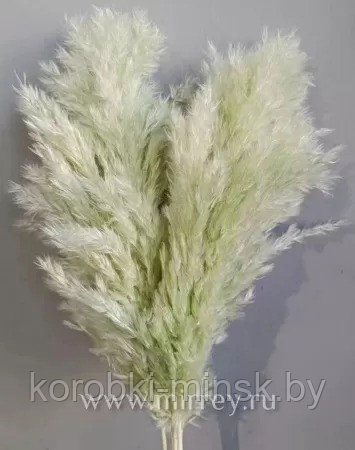 Сухоцвет "Тростник", 30 см, 5 шт/упак., фисташковый