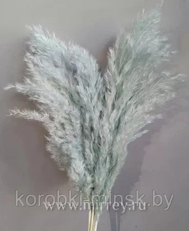 Сухоцвет "Тростник", 30 см, 5 шт/упак., светло-мятный