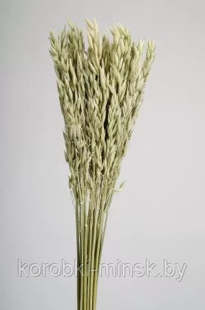 Сухоцвет "Овес", длина 60 см, 70-80 гр, 20 шт/упак., натуральный