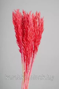 Сухоцвет "Овес", длина 60 см, 70-80 гр, 20 шт/упак., красный