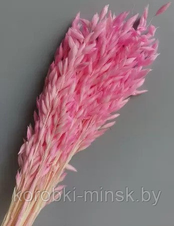 Сухоцвет "Овес", длина 60 см, 70-80 гр, 20 шт/упак., ярко-розовый