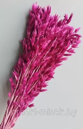 Сухоцвет "Овес", длина 60 см, 70-80 гр, 20 шт/упак., фуксия