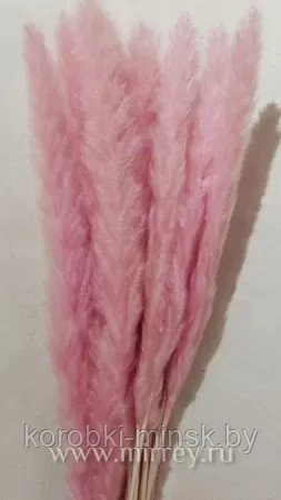 Сухоцвет "Камыш", длина 60-80 см, 15 шт/упак. розовый