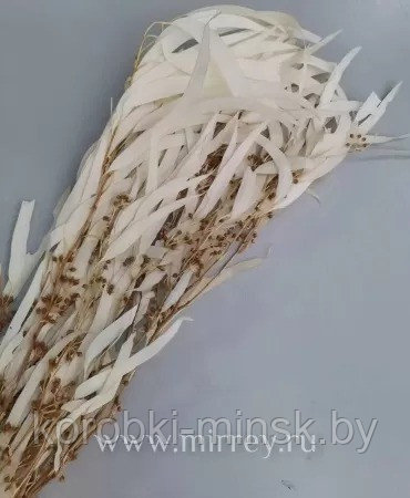 Эвкалипт стабилизированный Николи  длина 60-70 см, 100 гр/упак, белый