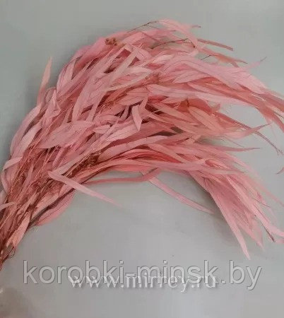 Эвкалипт стабилизированный Николи  длина 60-70 см, 100 гр/упак, светло-розовый