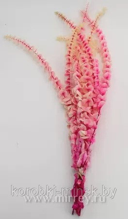Эвкалипт стабилизированный "Бэби Блю", длина 60-65 см, 10 шт./упак., градиент бело-розовый