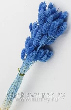 Сухоцвет "Фаларис" длина 60-70 см, 50 шт. Синий