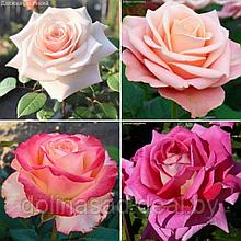 Szkolka roslin A.M Комплект чайно-гибридных роз Розовый Романс