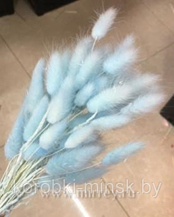 Сухоцвет "Лагурус" (60 веток в пачке) размер цветка 5-7 см. Светло-голубой