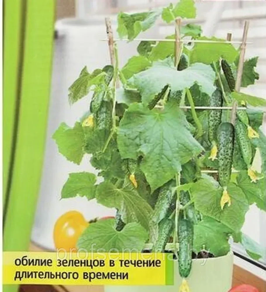 Огурец балконный, семена, 5 шт., (са) - фото 1 - id-p225208258