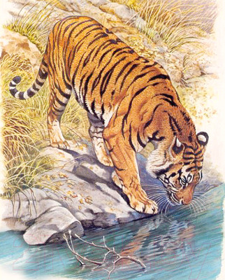 Набор алмазной вышивки Алмазная живопись Тигр у реки / АЖ-1523 - фото 1 - id-p225251722