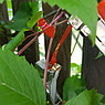 Степлер - подвязчик растений к опоре Tapetool (тапенер) Зеленый, фото 4