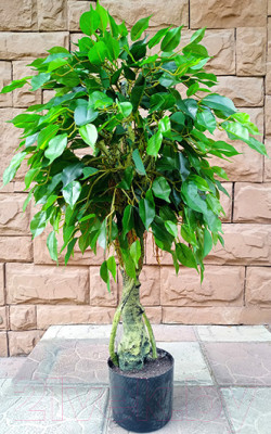 Искусственное растение ForGarden Дерево Ficus / FGN BF01691 - фото 1 - id-p225309376
