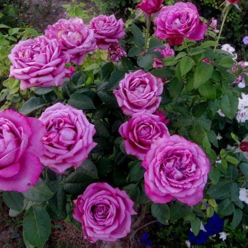 Роза чайно-гибридная Клод Брассер - фото 1 - id-p225365136