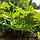 Капельный полив Жук для клубники от водопровода - поливная система для 20 растений, фото 2