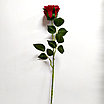 Роза полураскрытая 72 см, красный, фото 2