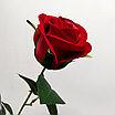 Роза полураскрытая 72 см, красный, фото 4
