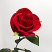 Роза полураскрытая 72 см, красный, фото 3