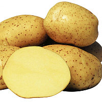 Картофель семенной Винета 2репр ранний