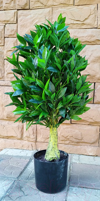 Искусственное растение ForGarden Дерево Bay Tower / FGN BF01697 - фото 1 - id-p225476632