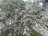 Яблоня зимняя Имант, фото 3