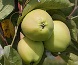 Яблоня Белый налив, фото 2