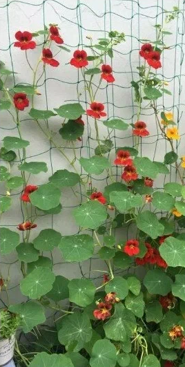 Шпалерная сетка для подвязки огурцов / сетка садовая для винограда и вьющихся растений - фото 4 - id-p225504492