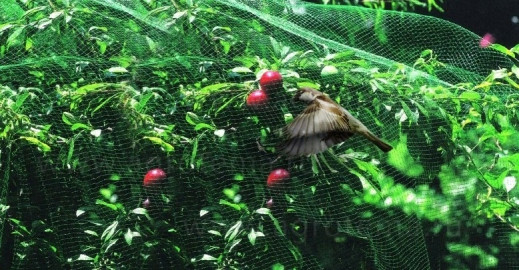 Сетка садовая от птиц 2х10м, пластик, размер ячейки 15х15см - фото 3 - id-p225504555
