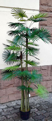 Искусственное растение ForGarden Дерево Palm Washington Tree / FGN BF00595 - фото 3 - id-p225522580