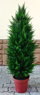 Искусственное растение ForGarden Дерево Cypress Tower / FGN BF01708 - фото 1 - id-p225606092
