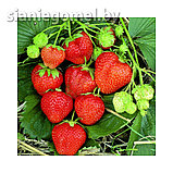 МАГНУС (поздний срок созревания), фото 2