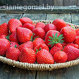 МАГНУС (поздний срок созревания), фото 3