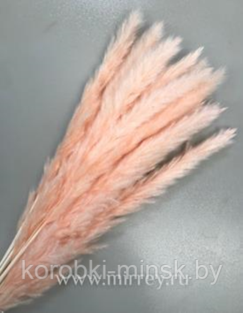 Сухоцвет "Камыш", длина 60-80 см, 15 шт/упак. нежно-розовый