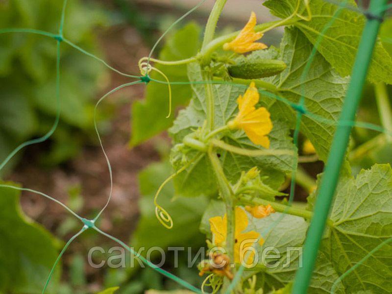 Шпалерная сетка (садовая сетка) 2х15м - фото 3 - id-p225720059