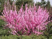 Миндаль трёхлопастный (Prunus Triloba) кустовой