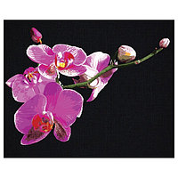 Картина по номерам на черном холсте "Цветы орхидеи", 40*50 КХп_48159