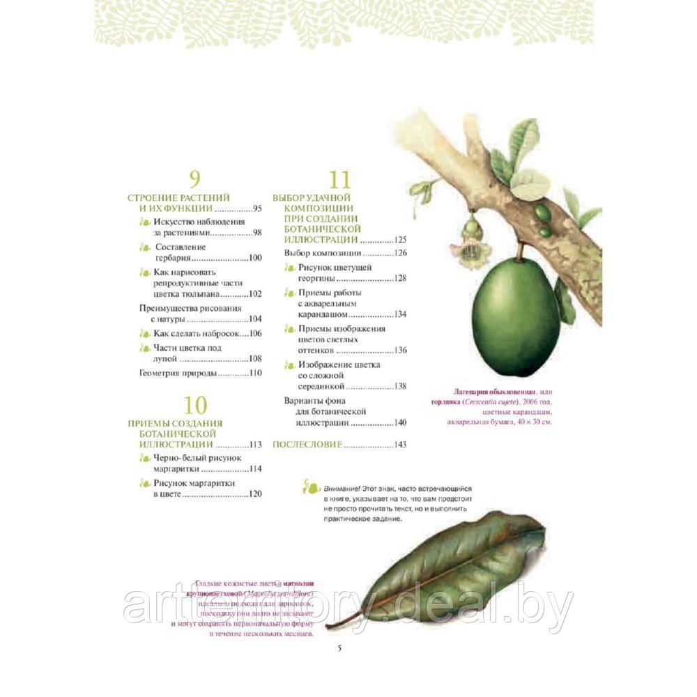 Ботаническая иллюстрация (2-е издание) - фото 3 - id-p225760136