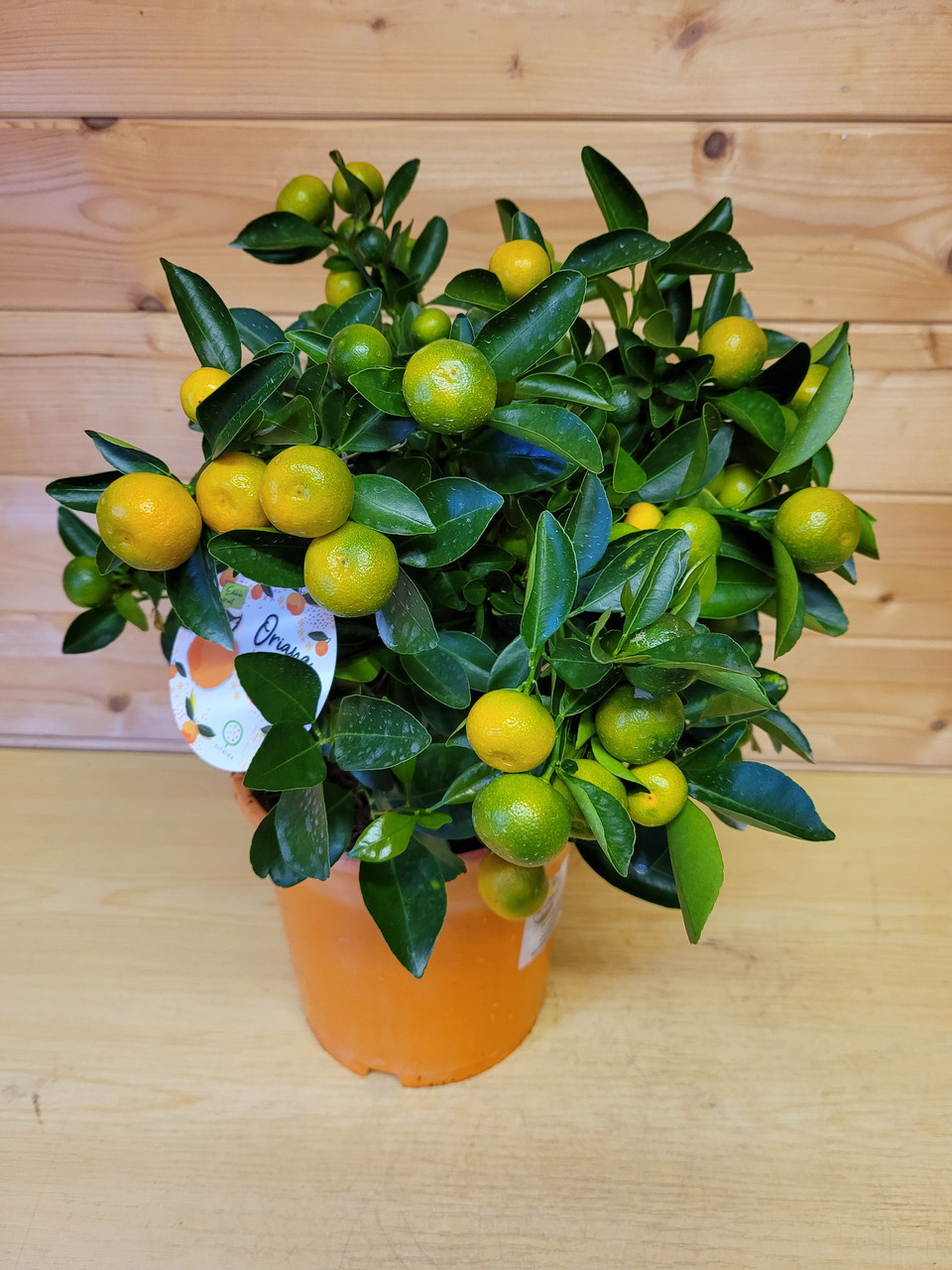 Цитрус Каламондин Ориана (Citrus Mitis) высота 45 см D горшка19см - фото 1 - id-p223938206