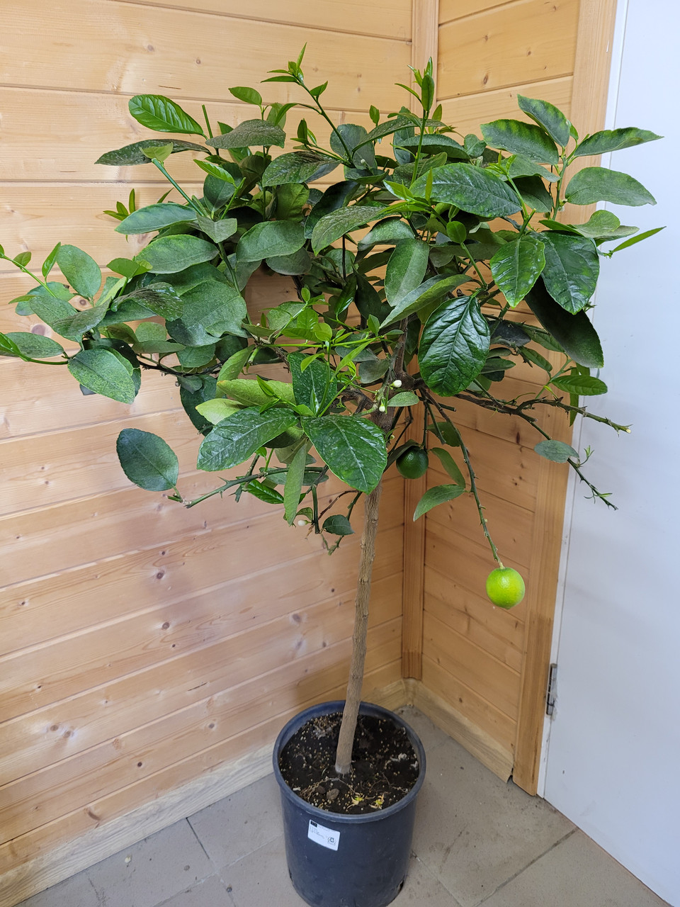 Цитрус Лайм (Citrus aurantiifolia) Высота 130 см - фото 2 - id-p225761844