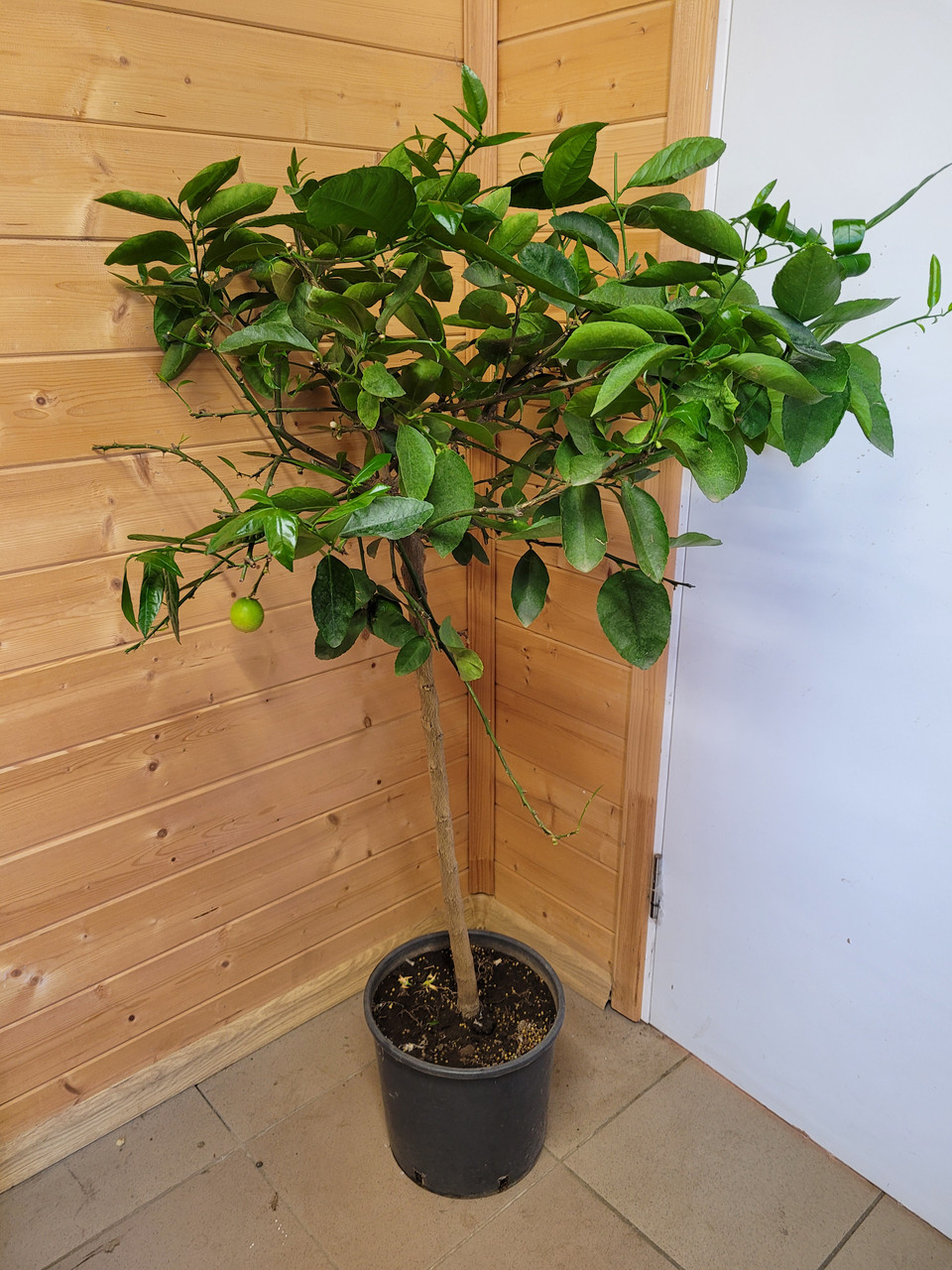 Цитрус Лайм (Citrus aurantiifolia) Высота 130 см - фото 3 - id-p225761844
