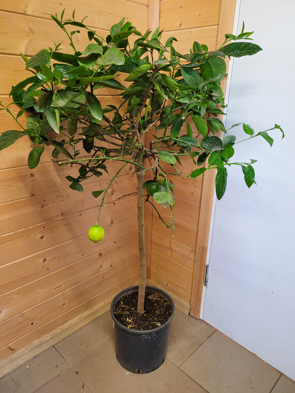 Цитрус Лайм (Citrus aurantiifolia) Высота 130 см - фото 4 - id-p225761844