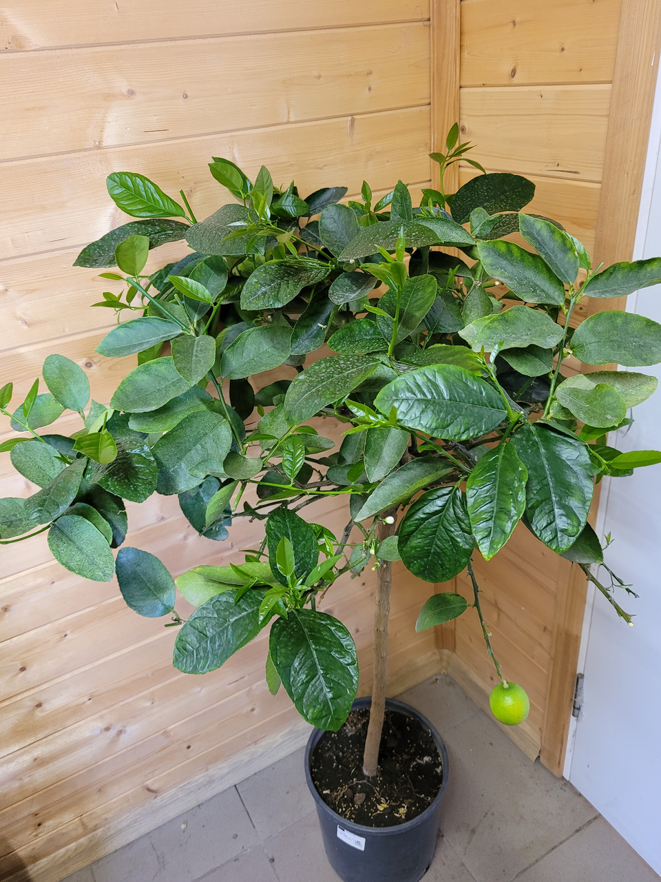 Цитрус Лайм (Citrus aurantiifolia) Высота 130 см - фото 1 - id-p225761844