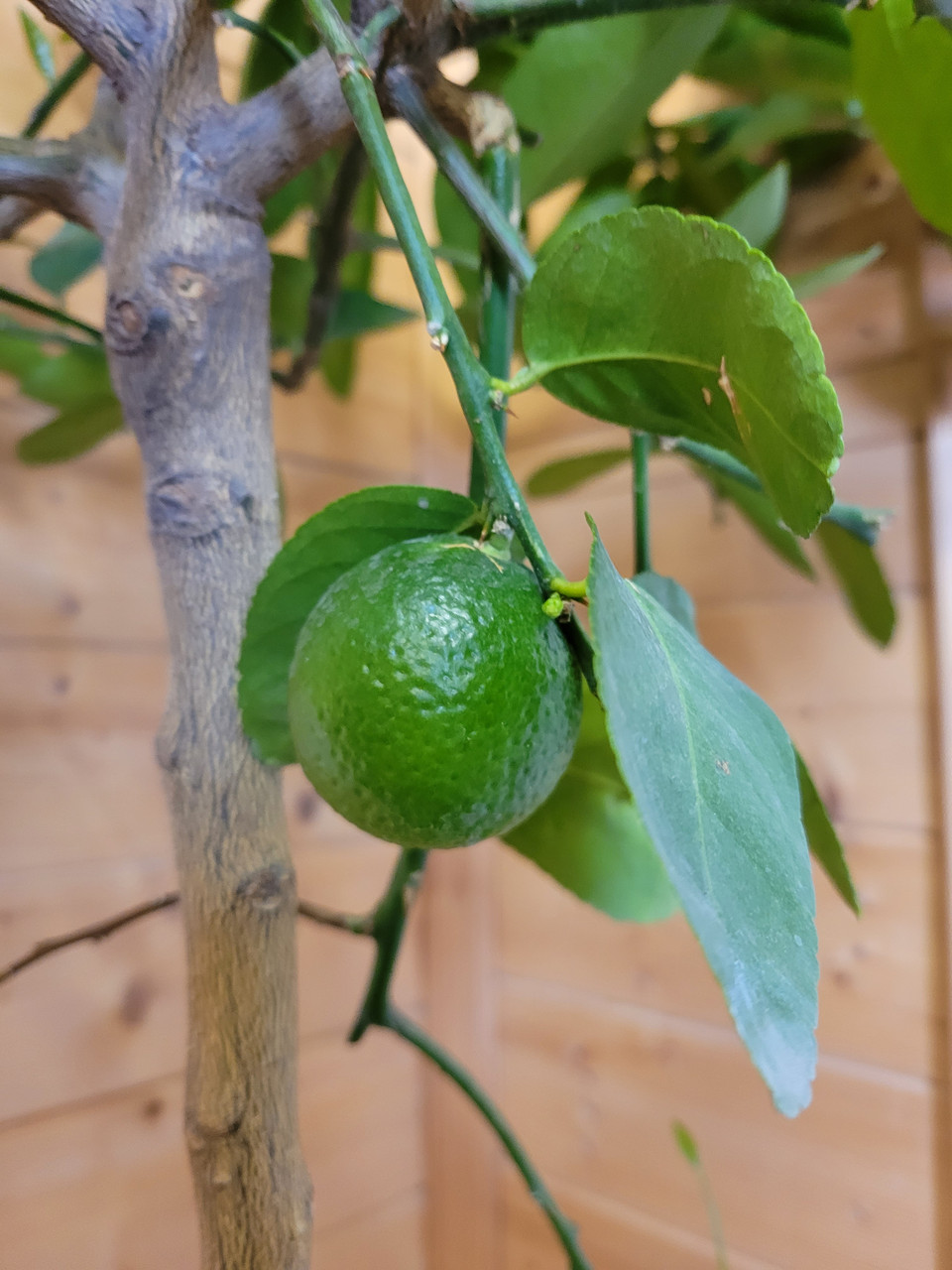 Цитрус Лайм (Citrus aurantiifolia) Высота 130 см - фото 5 - id-p225761844